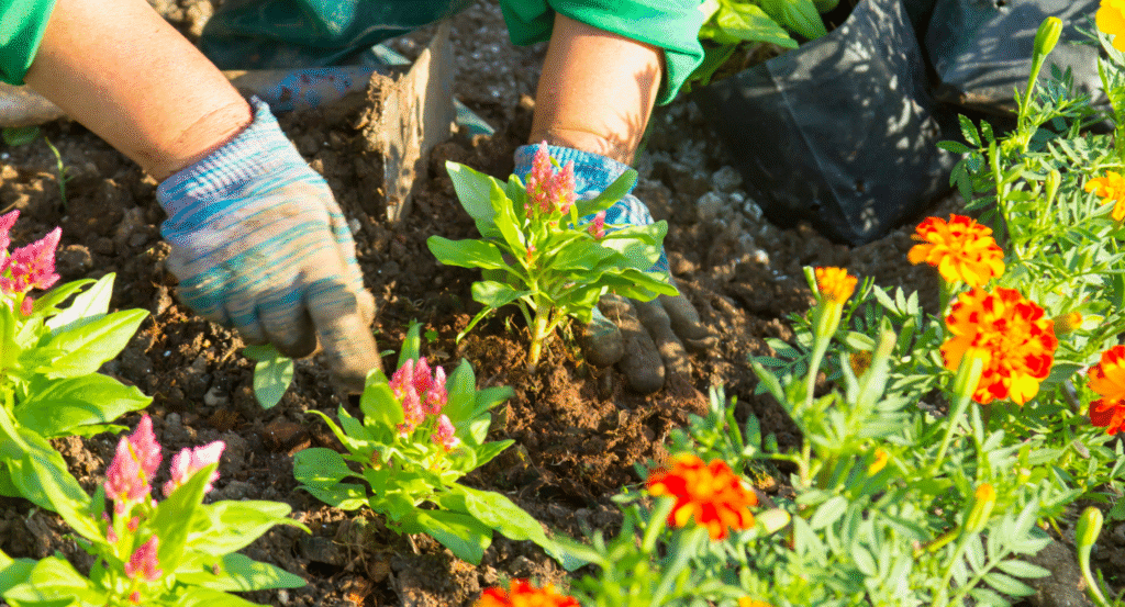 Hands in gardening gloves planting some flowers.